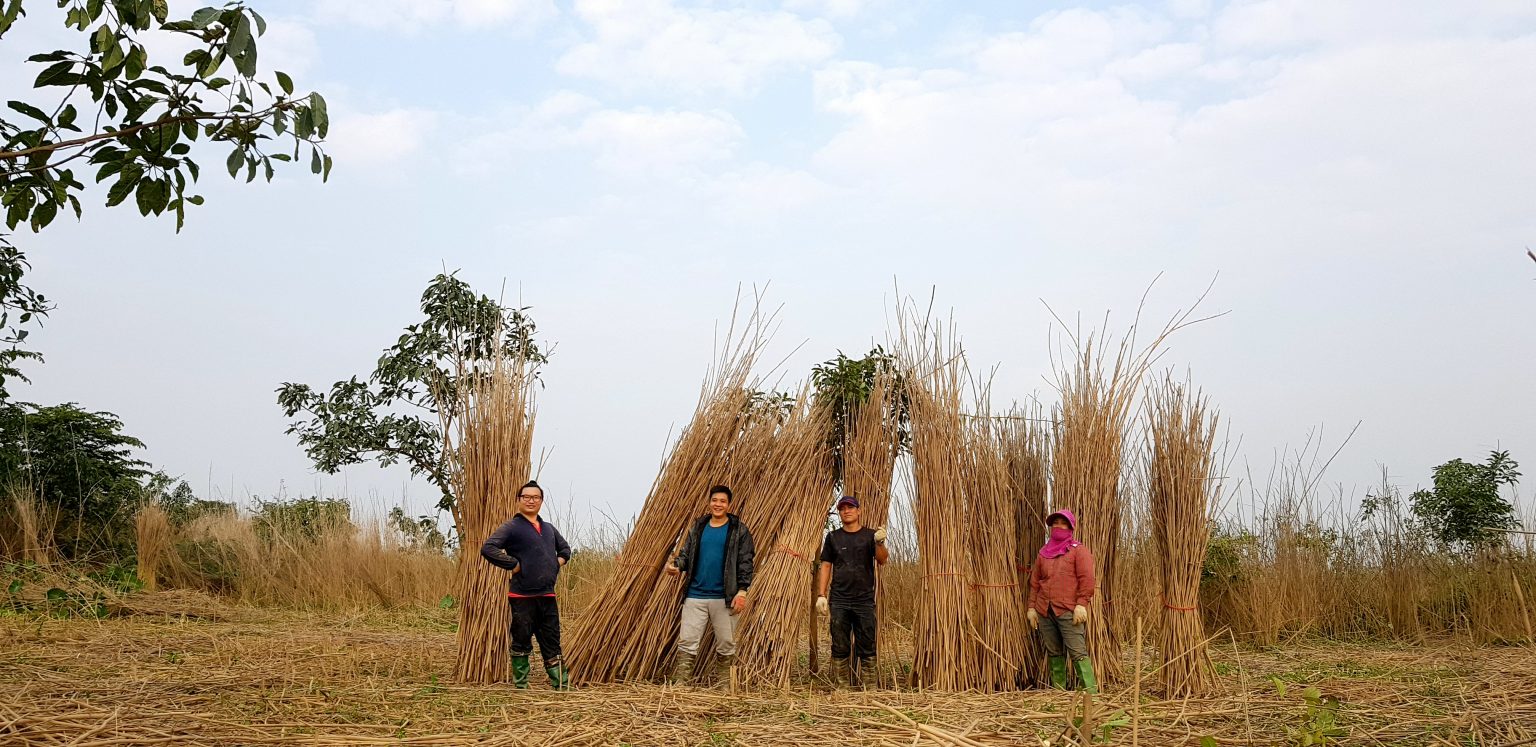 reed straws, biodegradable straw, bamboo straws, natural straws, nature straws, ống hút thiên nhiên, ống hút sậy, ống hút phân hủy sinh học , ống hút mana.st, ống hút môi trường