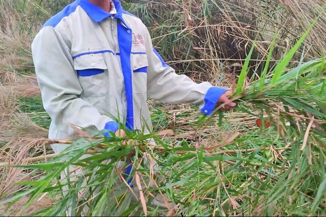 reed straws, biodegradable straw, bamboo straws, natural straws, nature straws, ống hút thiên nhiên, ống hút sậy, ống hút phân hủy sinh học , ống hút mana.st, ống hút môi trường