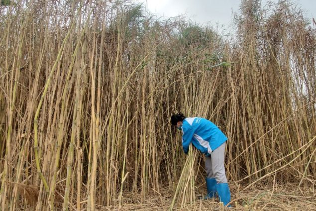 reed straws, biodegradable straw, bamboo straws, natural straws, nature straws, ống hút thiên nhiên, ống hút sậy, ống hút phân hủy sinh học , ống hút mana.st, ống hút môi trường